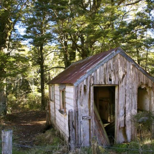 Shed Removal